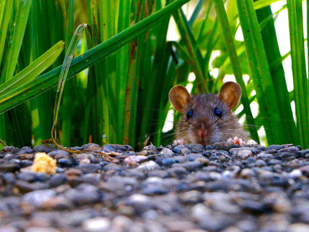 Szczury – jak pozbyć się nieproszonych gości?
