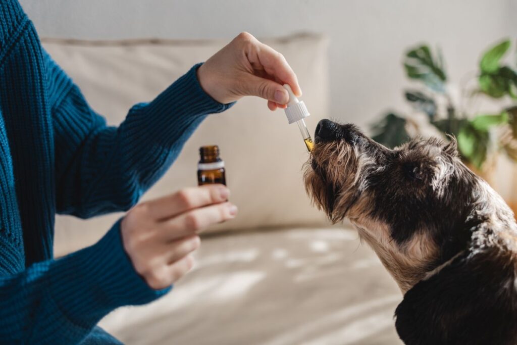 Olej CBD dla psa – Korzyści dla Twojego pupila