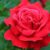 Róże Mydlane: Piękno i Praktyczność w Jednym